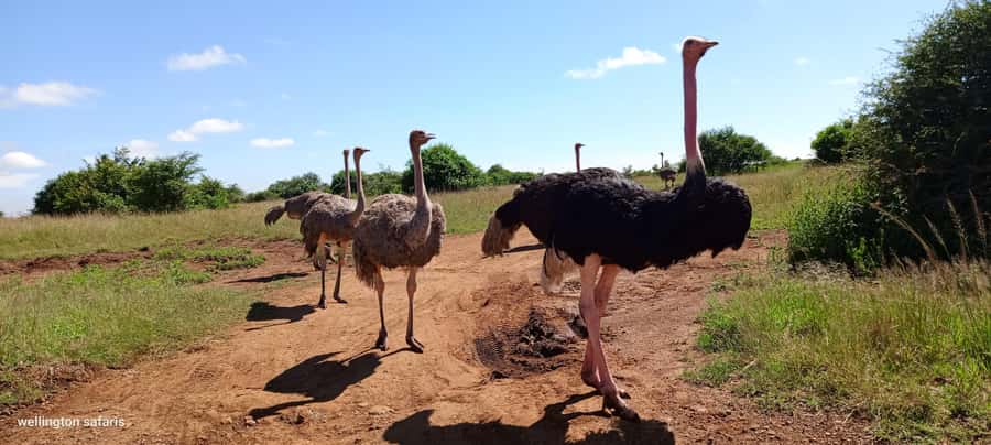 Nairobi National Park Half-Day Guided Game Drive With Pickup - Wildlife sightings and the role of patience