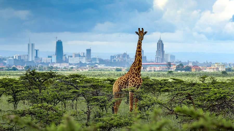 Nairobi National Park Half-Day Guided Game Drive With Pickup - More than mammals: birdwatching in the park