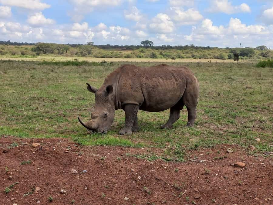Nairobi National Park Half-Day Guided Game Drive With Pickup - Kobe Tough Beads and Leather: useful stop or unwanted detour?