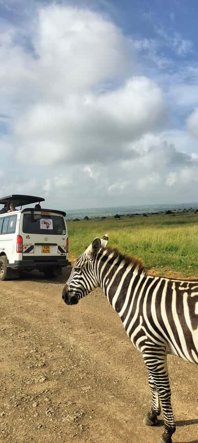 Nairobi National Park Half-Day Guided Game Drive With Pickup - What the $42 price really covers