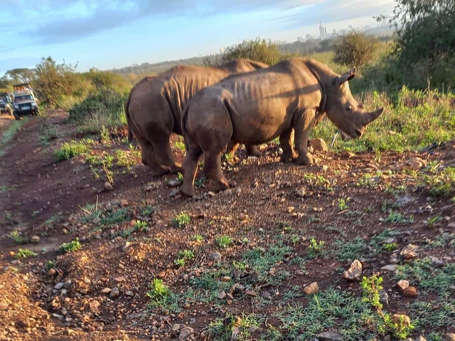 Nairobi National Park Half-Day Guided Game Drive With Pickup - Group size, languages, and private tours