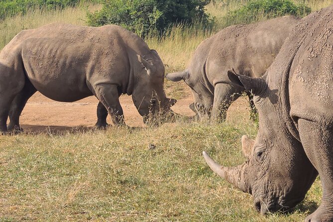 Nairobi National Park Half Day Tour - What makes this half-day outing worth considering