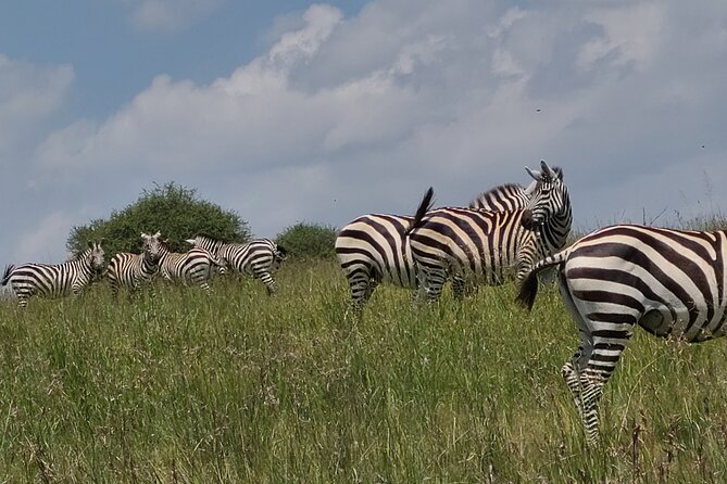 Nairobi National Park Half Day Tour - Three and a half hours among Nairobi’s wild animals