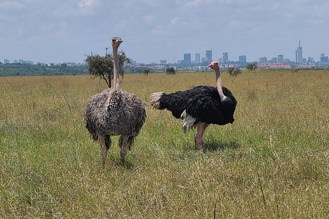 Nairobi National Park Half Day Tour - The $45 price needs one important calculation