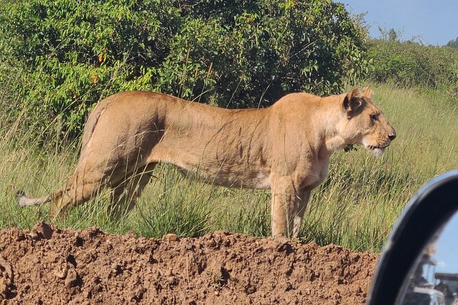 Nairobi National Park Half Day Tour - A realistic look at the timing