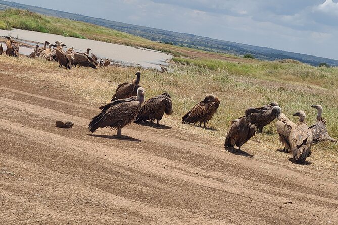 Nairobi National Park Half Day Tour - What the strongest feedback tells you
