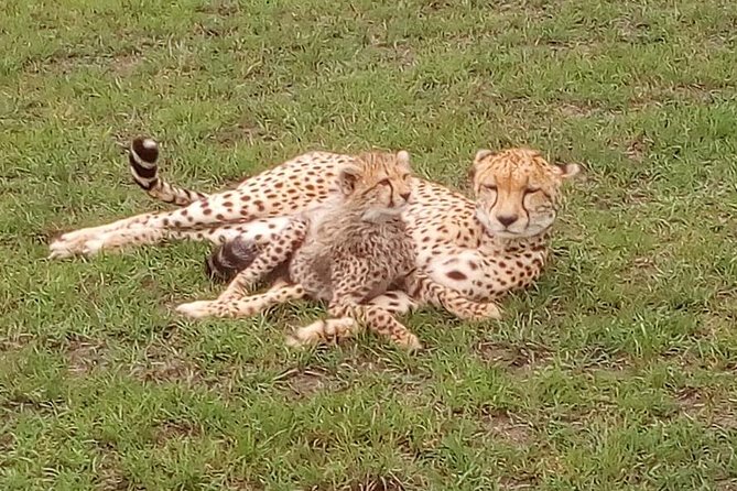 Nairobi National Park Half-Day Tour; Free Wi-Fi connection - Vehicle comfort and group expectations