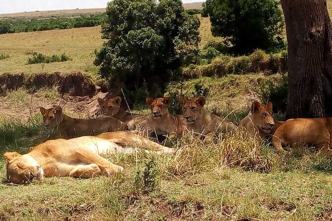 Nairobi National Park Half-Day Tour; Free Wi-Fi connection - Timing problems and how to protect your day