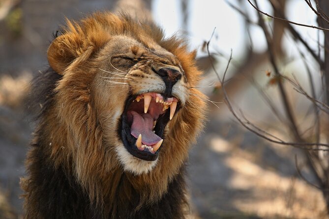 Nairobi National Park half-Day Tour; Free wifi Connection - Lions, rhinos, giraffes, and birdlife