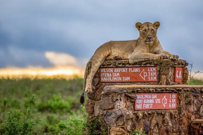 Nairobi National Park half-Day Tour; Free wifi Connection - What the four-hour schedule really means