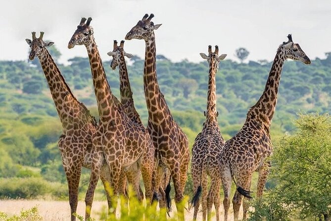Nairobi National Park half-Day Tour; Free wifi Connection - Is $84 a fair total price?