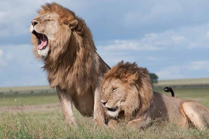 Nairobi National Park half-Day Tour; Free wifi Connection - Guides, communication, and comfort