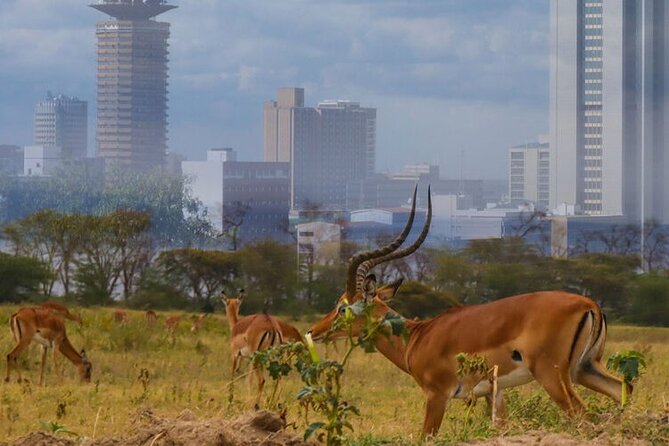 Nairobi National Park half-Day Tour; Free wifi Connection - Who should choose this Nairobi safari?