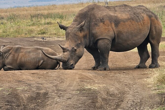 Nairobi National Park Half Day Tour with Landcruiser with Pickup - Pickup, travel time, and the first hour
