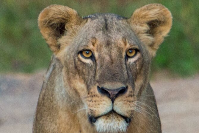 Nairobi National Park Half Day Tour with Landcruiser with Pickup - How much value do you get for $105.50 or more?