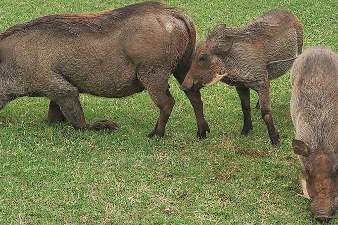 Nairobi National Park Half Day Tour - Inside the private game drive
