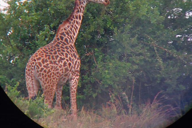 Nairobi National Park Half Day with Pickup - Why Nairobi National Park works so well for a short outing