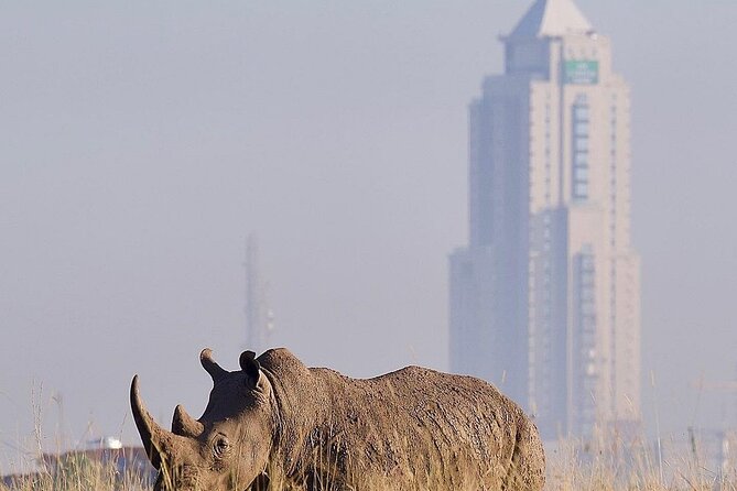 Nairobi National Park Half Day with Pickup - How the guide affects the quality of the drive