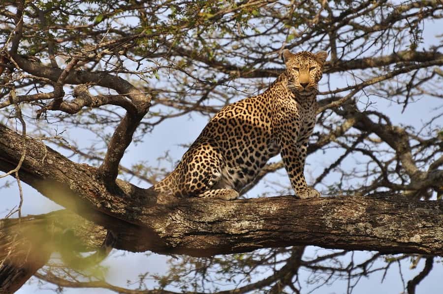 Nairobi National Park Morning Game Drive With Free Pickup - Key Points To Know Before Booking