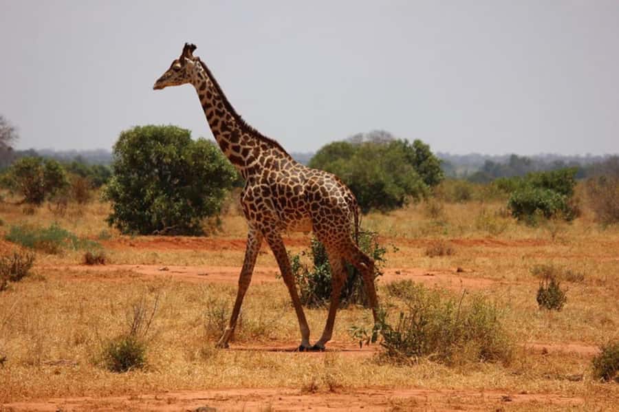 Nairobi National Park Morning Game Drive With Free Pickup - Four Hours Among Lions, Rhinos, And Giraffes