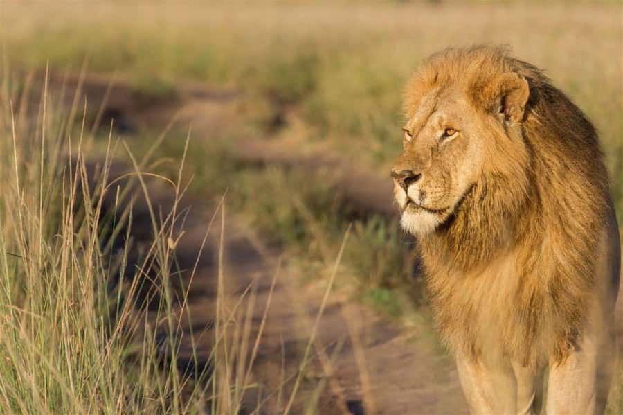 Nairobi National Park Morning Game Drive With Free Pickup - Why The Driver-Guide Can Make Or Break The Morning