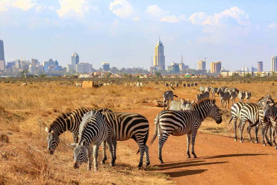Nairobi National Park Morning Game Drive With Free Pickup - What The $25 Price Really Buys
