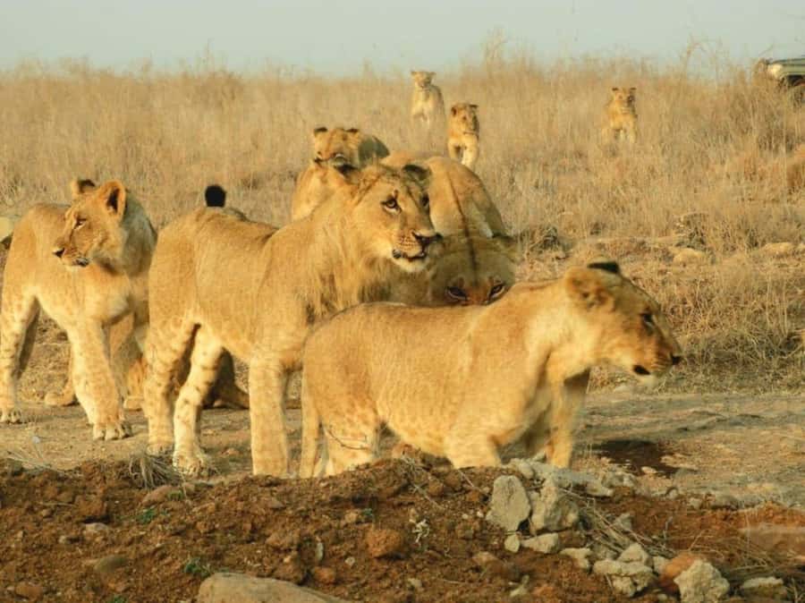 Nairobi National Park Morning Game Drive With Free Pickup - Who Should Book This Nairobi Safari