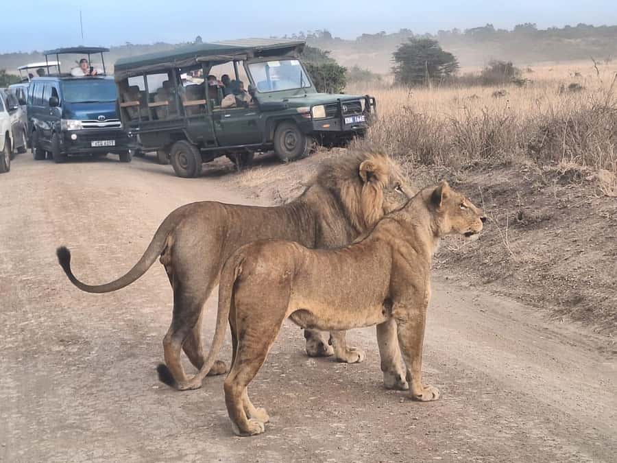 Nairobi National Park Morning Or Evening Game Drive Tour - Why Nairobi National Park Feels So Unusual