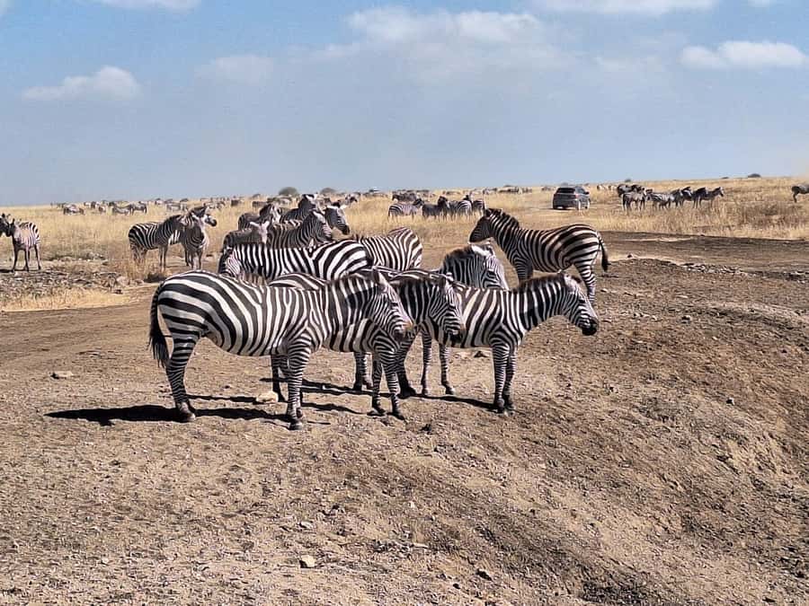 Nairobi National Park Morning Or Evening Game Drive Tour - The Morning Pickup and Ride to the Park