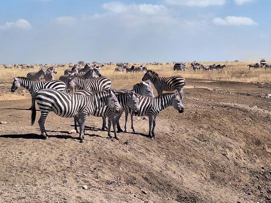 Nairobi National Park Morning Or Evening Game Drive Tour - Morning Game Drive: Best for a Full Day of Sightings