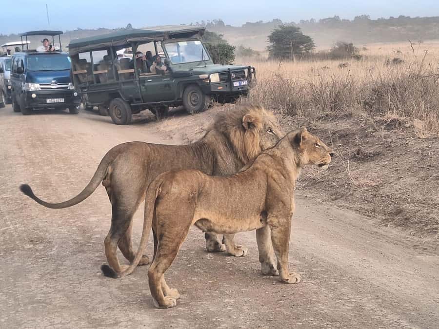 Nairobi National Park Morning Or Evening Game Drive Tour - The Guide Makes a Real Difference
