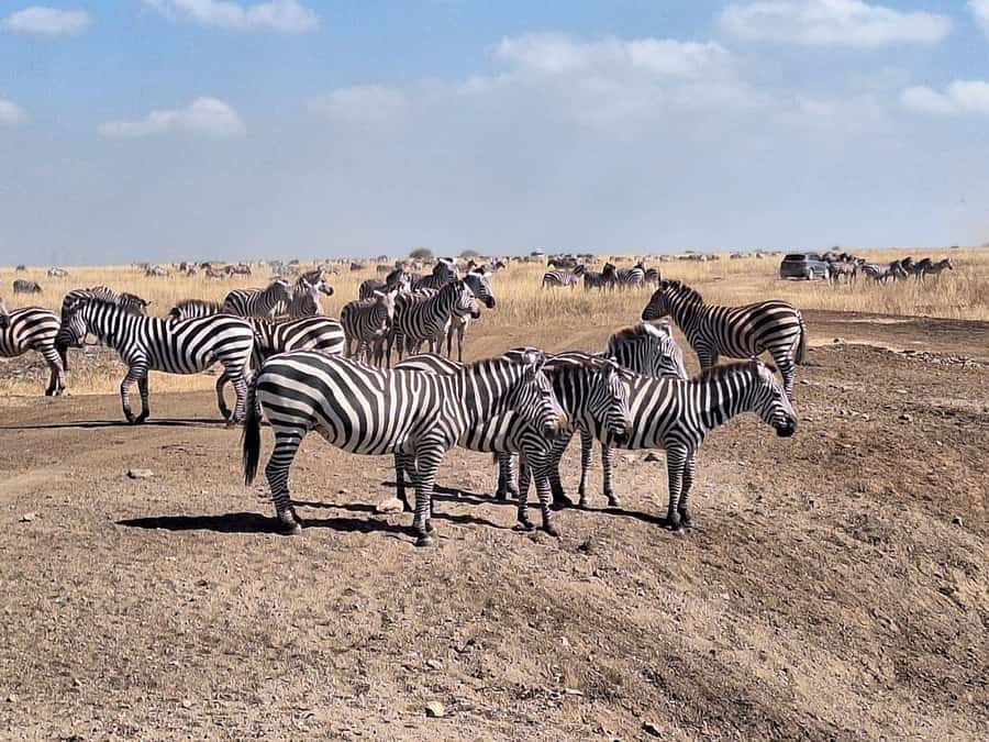 Nairobi National Park Morning Or Evening Game Drive Tour - Price, Park Fees, and Overall Value