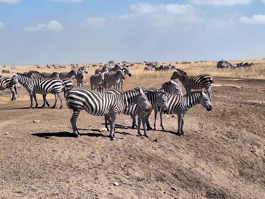 Nairobi National Park Morning Or Evening Game Drive Tour - How the Ratings Translate Into Real Expectations