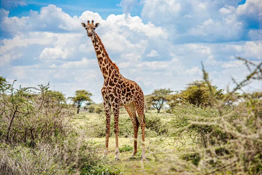 Nairobi: National Park & Optional Elephants & Giraffe Center - Nairobi National Park gives you a safari before breakfast
