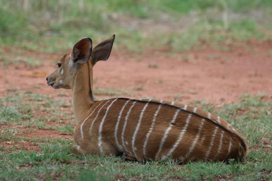 Nairobi: National Park & Optional Elephants & Giraffe Center - The David Sheldrick Wildlife Trust adds an emotional stop