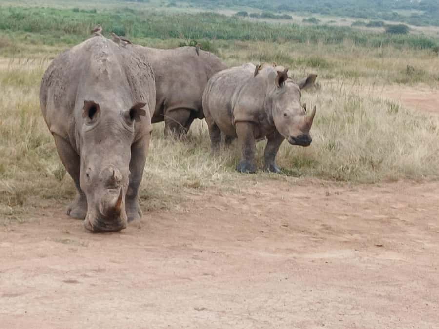 Nairobi: National Park & Optional Elephants & Giraffe Center - Lunch can be the slowest part of the schedule