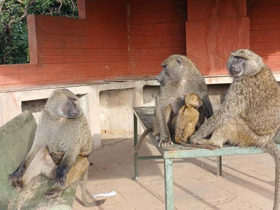 Nairobi: National Park & Optional Elephants & Giraffe Center - Who will enjoy this Nairobi day trip most