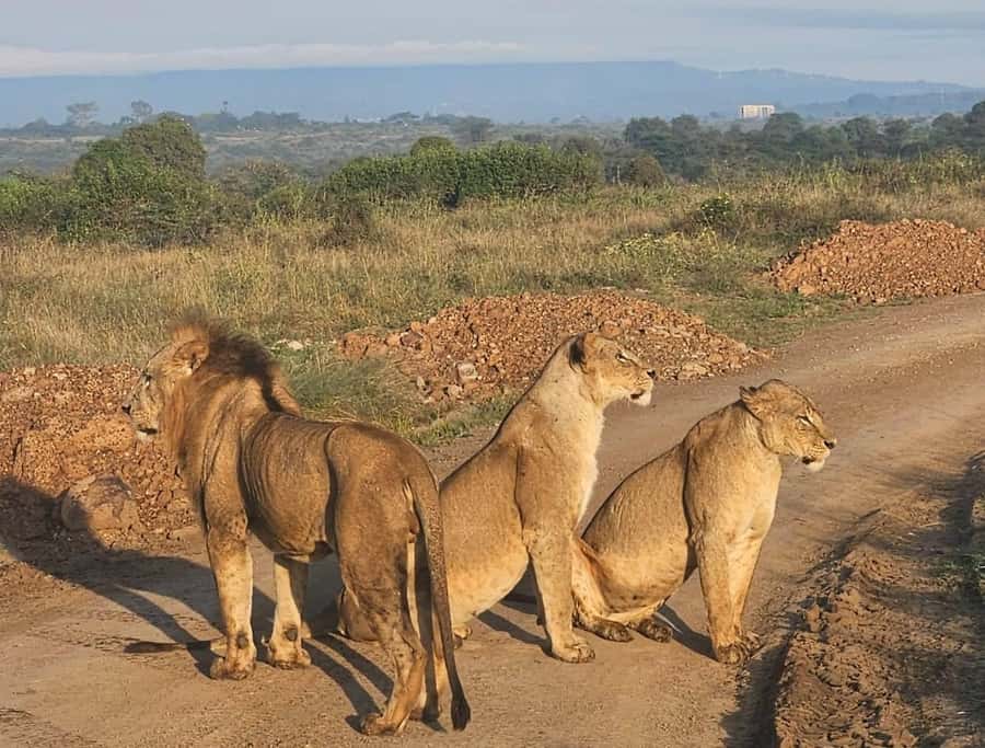Nairobi: National Park & Optional Elephants & Giraffe Center - Should you book it?