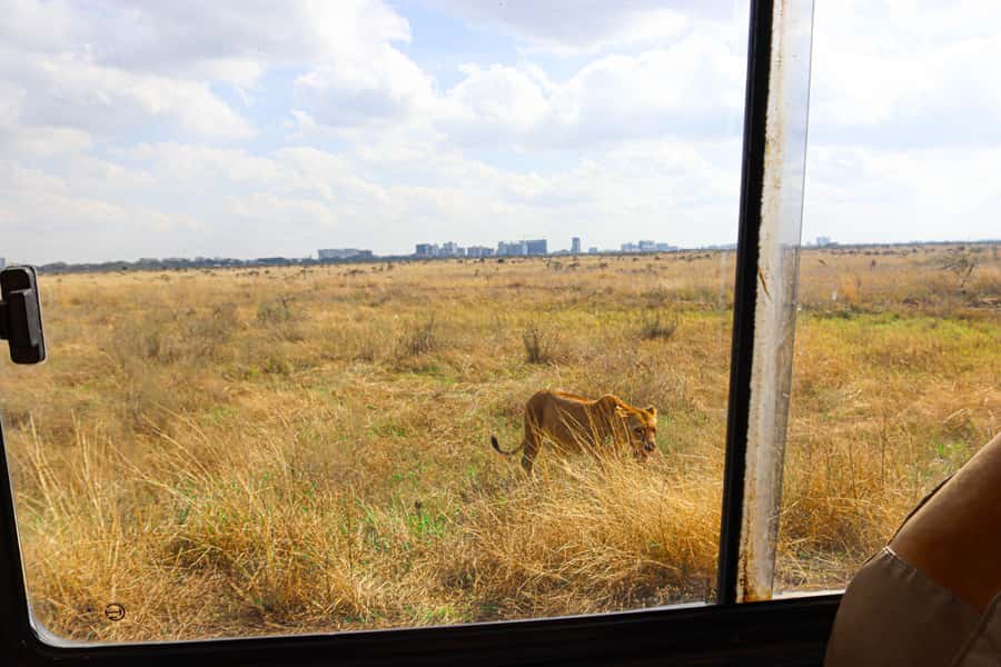 Nairobi National Park, Orphanage, Giraffe & Beads Tour - Key points at a glance