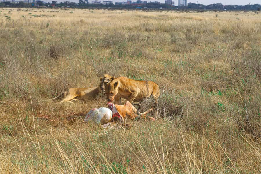 Nairobi National Park, Orphanage, Giraffe & Beads Tour - Nairobi National Park: lions, rhinos, and city towers