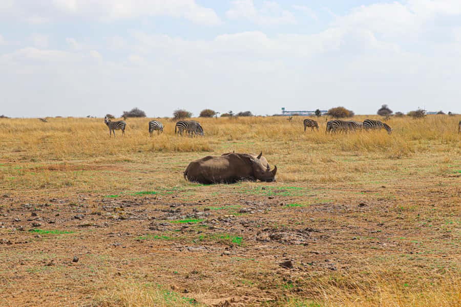 Nairobi National Park, Orphanage, Giraffe & Beads Tour - 11:00 a.m. at the David Sheldrick Wildlife Trust