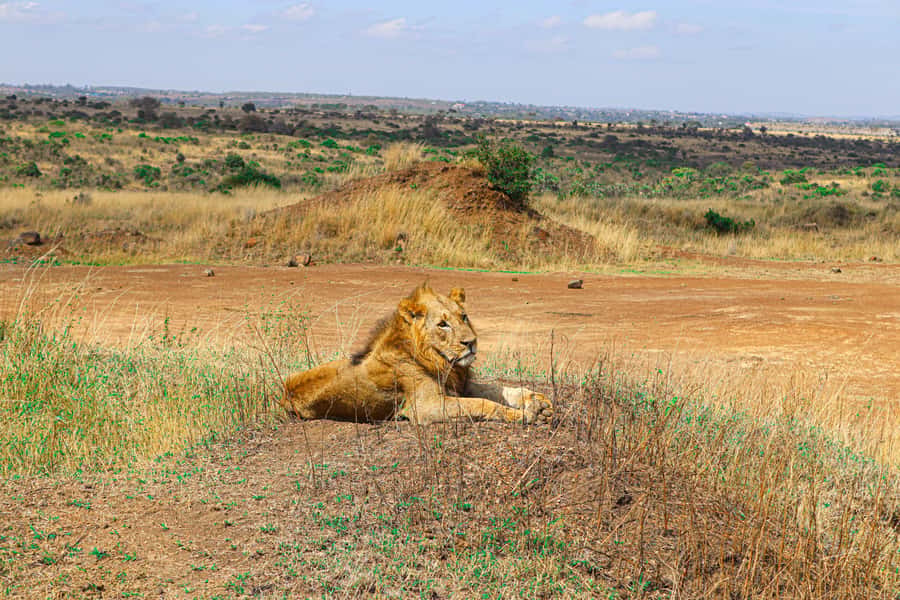 Nairobi National Park, Orphanage, Giraffe & Beads Tour - Lunch in Nairobi at about 1:30 p.m.