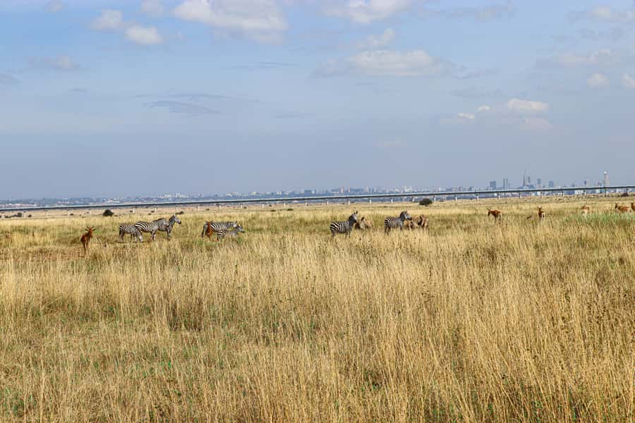 Nairobi National Park, Orphanage, Giraffe & Beads Tour - Is $140 a fair price?