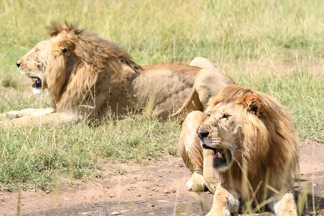 Nairobi National park private day tour - Morning pickup and the ride into Nairobi National Park