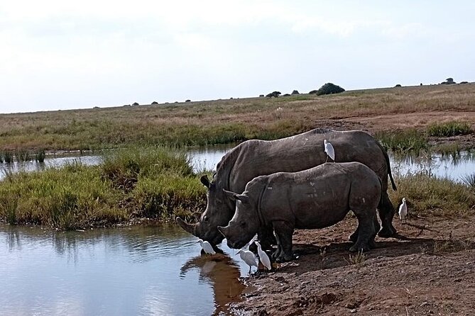 Nairobi National Park Private Half Day Tour with Pick up - Why Nairobi National Park makes a strong short safari