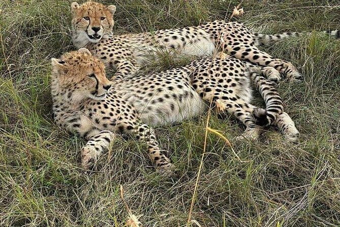 Nairobi National Park Private Half Day Tour with Pick up - The five-hour game drive inside the park
