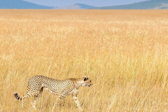Nairobi National Park Private Half Day Tour with Pick up - Wildlife highlights: rhinos, giraffes, lions, and birds