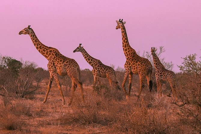 Nairobi National Park Private Half Day Tour with Pick up - Stops for photographs and skyline views