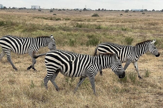 Nairobi National Park Private Half Day Tour with Pick up - The best timing for animal sightings