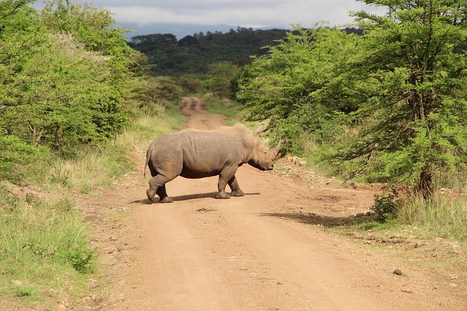 Nairobi National Park Private Safari - Why Nairobi National Park makes a good first safari